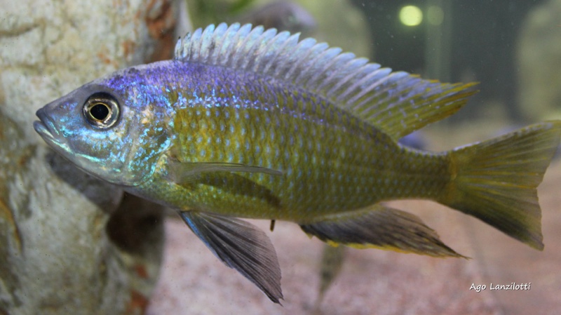 Otopharynx tetraspilus